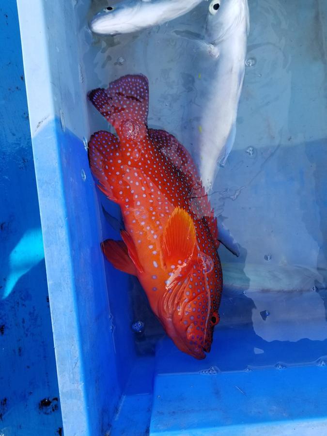 ホテル Sea Blue 恩納村 エクステリア 写真